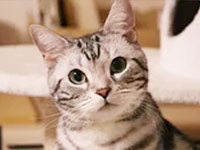 自宅セレモニー葬