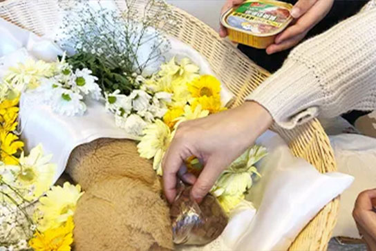 ご家族立ち会いのもとペットちゃんを個別で火葬いたします